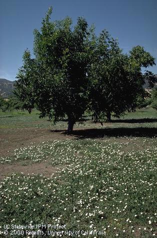 Infestation of field bindweed, wild morning-glory.