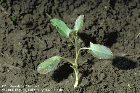 Seedling of field bindweed, wild morning-glory.