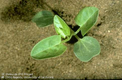 Seedling of field bindweed, wild morning-glory.