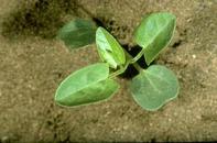 Field bindweed seedling.