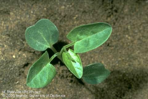 Seedling of field bindweed, wild morning-glory.