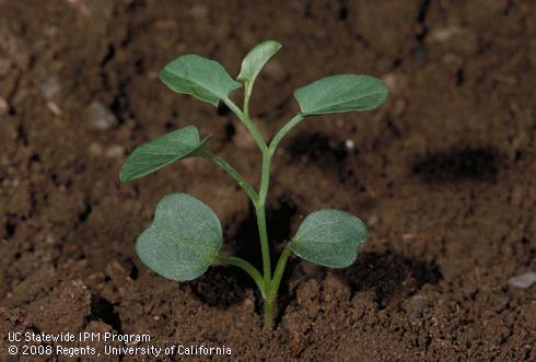 Seedling of field bindweed, wild morning-glory.