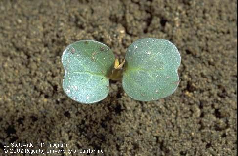 Seedling of field bindweed, <I>Convolvulus arvensis,</I> at the cotyledon stage. 