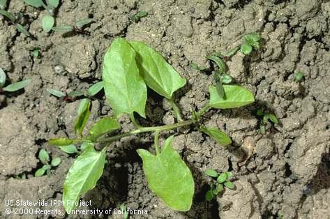 Roots of field bindweed, wild morning-glory.