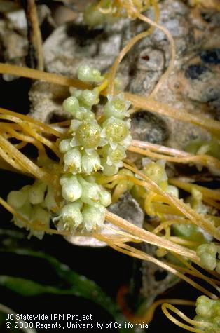 Flower of dodder.