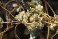 Dodder flowers and seed capsules