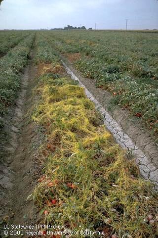 Infestation of dodder.