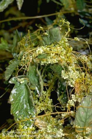 Mature plant of dodder.