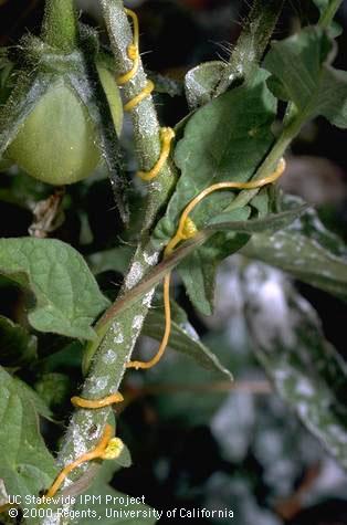 Dodder, <I>Cuscuta</I><TT> </TT> sp.