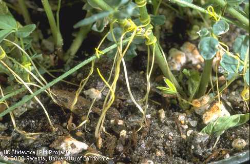 Pale seedling roots and orange stems of dodder, Cuscuta sp.