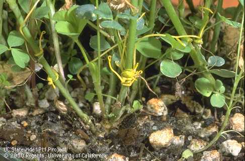 Pale seedling roots and orange stems of dodder, Cuscuta sp.