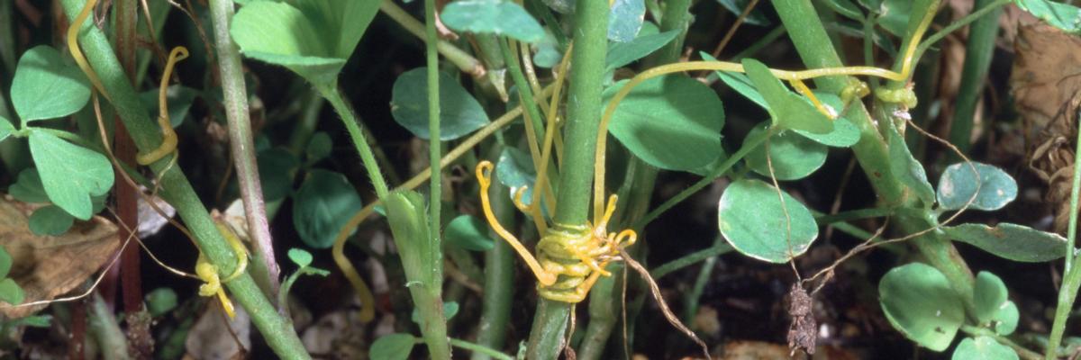 Dodder, pale seedling roots emerged from soil and orange stems around base of alfalfa in pot. Davis CA by JKC.  Credit: Jack Kelly Clark, UC IPM