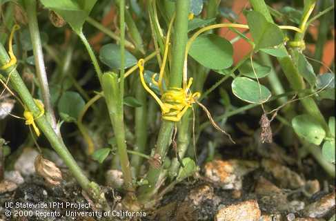 Orange stems of dodder, Cuscuta sp.