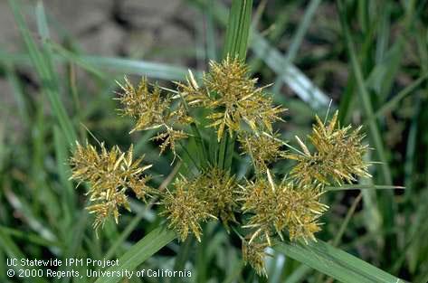 Flower of yellow nutsedge, yellow nutgrass, <I>Cyperus esculentus</I><TT>.</TT>.