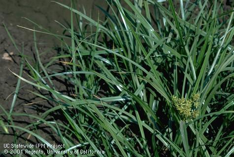 Mature plant of yellow nutsedge, yellow nutgrass.