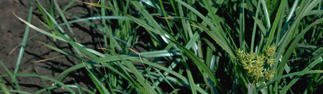 Mature plant showing long, narrow, pointed leaves and flower heads at end of stems; . Credit: Jack Kelly Clark, UC IPM