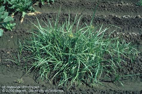 Mature plant of yellow nutsedge, yellow nutgrass.