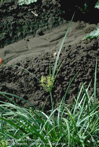 Flowering yellow nutsedge plant.