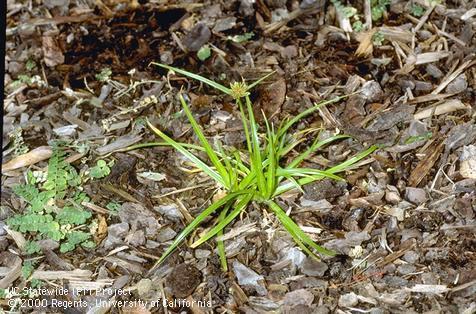 Mature yellow nutsedge plant.