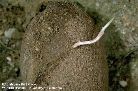 Roots of yellow nutsedge, yellow nutgrass, <I>Cyperus esculentus</I><TT>.</TT>.