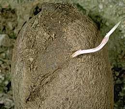 Nutsedge rhizome inside potato tuber