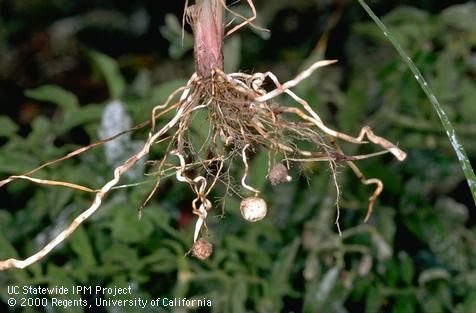 Roots of yellow nutsedge, yellow nutgrass.