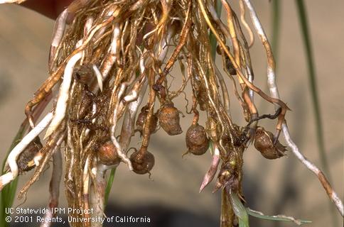 Yellow nutsedge roots, rhizomes, and tubers.