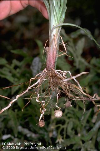 Root system of yellow nutsedge.