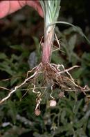 Nutsedge root system.