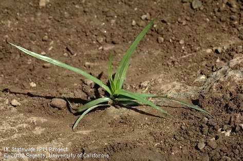 Seedling of yellow nutsedge, yellow nutgrass, <I>Cyperus esculentus</I><TT>.</TT>.