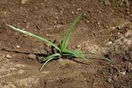 Seedling of yellow nutsedge, yellow nutgrass.