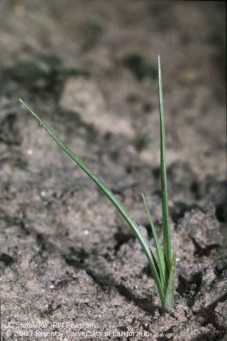 Seedling of yellow nutsedge, yellow nutgrass.