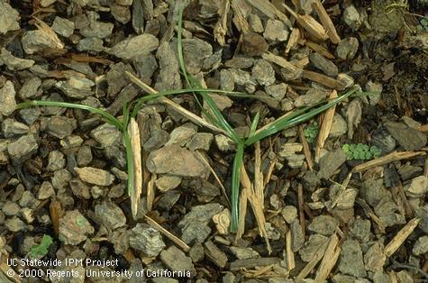 Seedling of yellow nutsedge.