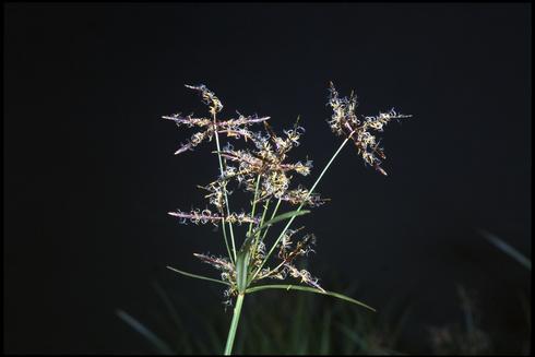 Mature purple nutsedge flower.