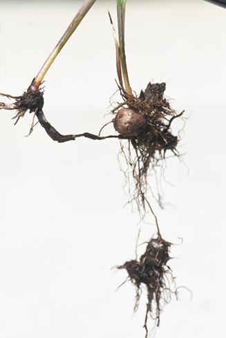 Tubers and rhizomes of purple nutsedge, <I>Cyperus rotundus.</I>  .