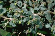 Creeping spurge