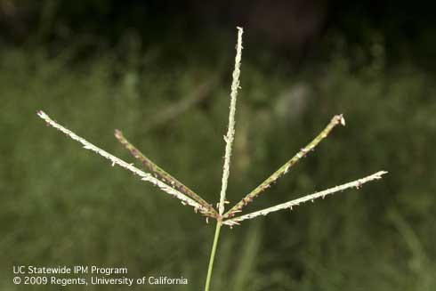 Inflorescence of bermudagrass, <i>Cynodon dactylon.</i>.