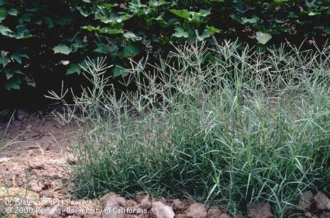 Mature plant of bermudagrass.