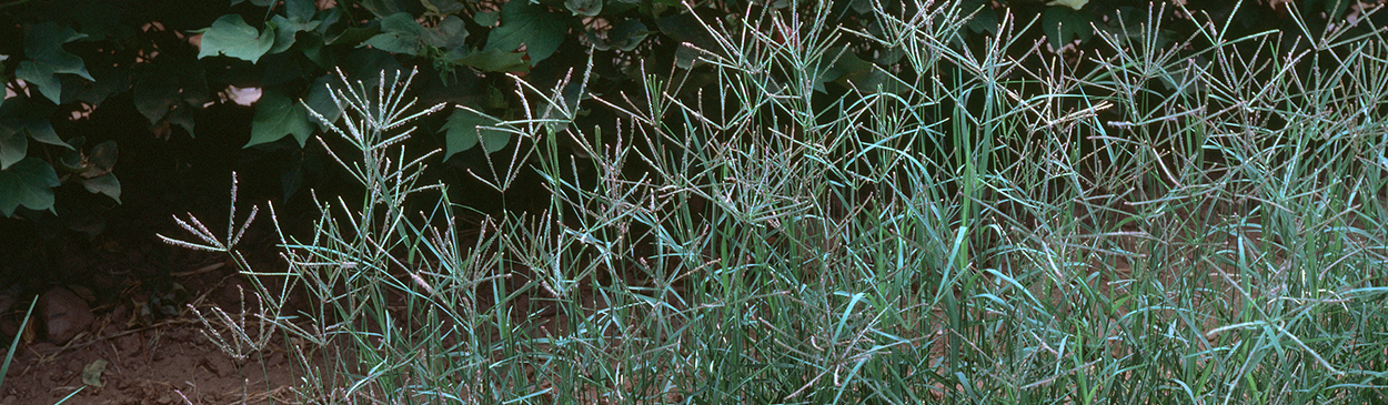 Bermudagrass (Cynodon dactylon).