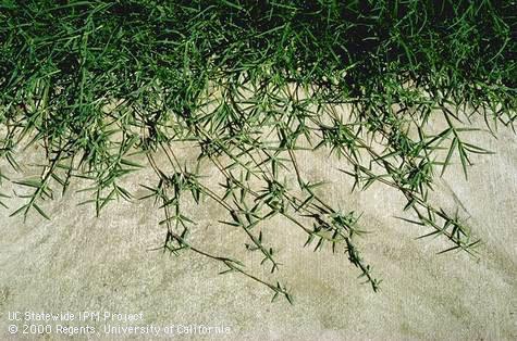 The spreading stolons of mature bermudagrass.