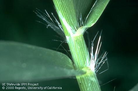 Key characteristic of Bermudagrass.