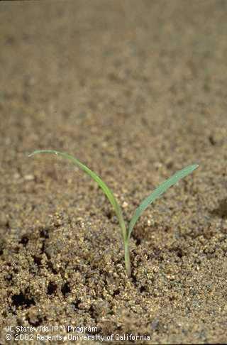 Seedling of bermudagrass, <I>Cynodon dactylon,</I> at the two-leaf stage. 