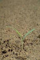 Seedling of bermudagrass, Cynodon dactylon, at the two-leaf stage.