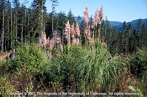 Jubatagrass, <I>Cortaderia jubata,</I> plant.  