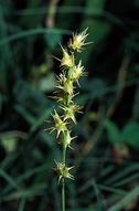 Longspine sandbur