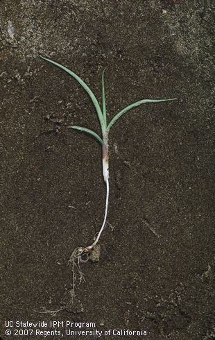 Seedling of longspine sandbur.