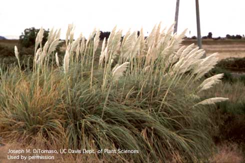 Mature plant of pampasgrass, <i>Cortaderia selloana</i>, .