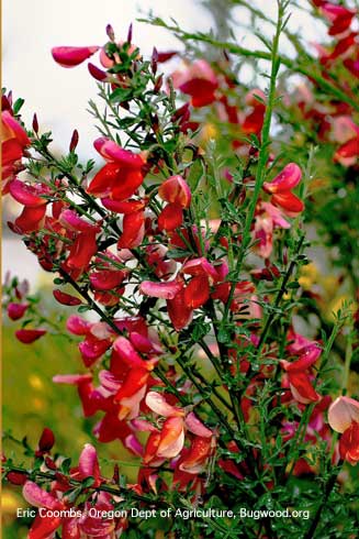 Scotch broom, <i>Cytisus scoparius</i>, showing red variation in flower color.