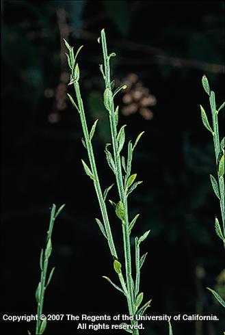 Scotch broom, <I>Cytisus scoparius,</I> stem with leaves.  