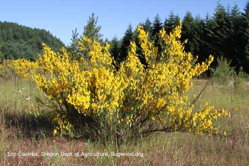 Scotch broom, <i>Cytisus scoparius</i>, in a field.